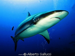 The warrior by Alberto Gallucci 